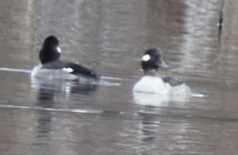 Bufflehead - ML620524714