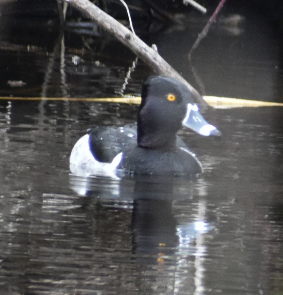 Ring-necked Duck - ML620524715