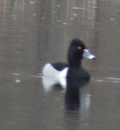 Ring-necked Duck - ML620524716