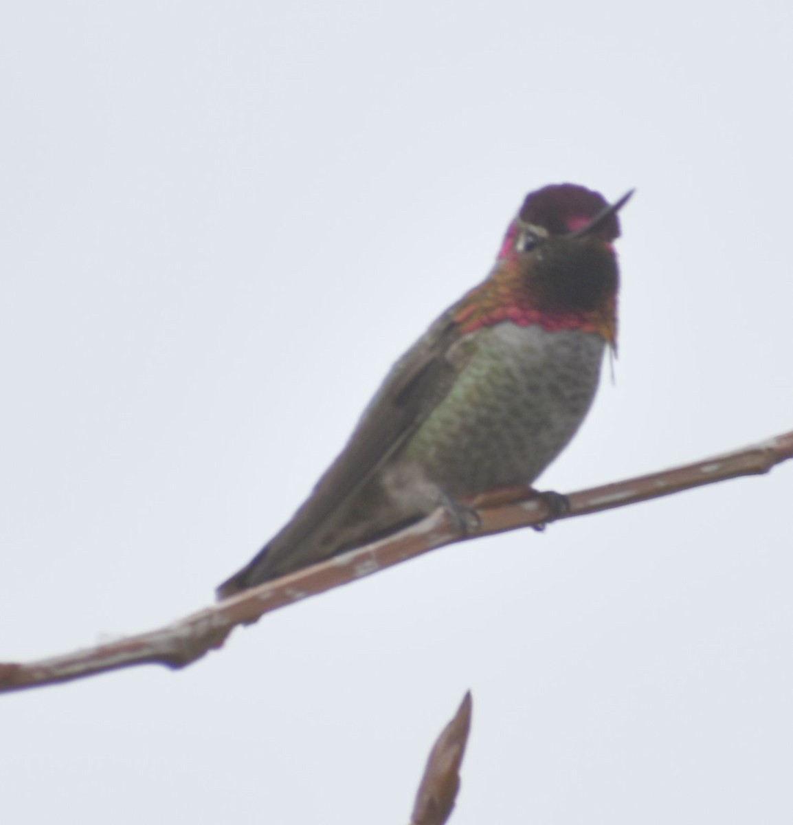 Anna's Hummingbird - ML620524718