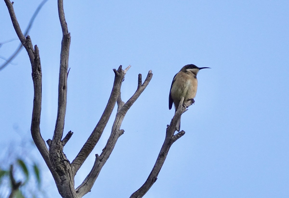 Eastern Spinebill - ML620524727