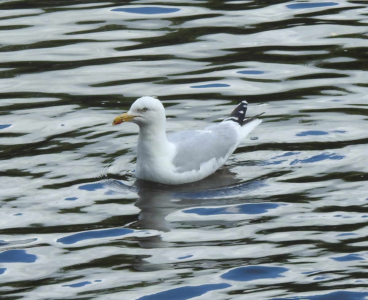 Herring Gull - ML620524731