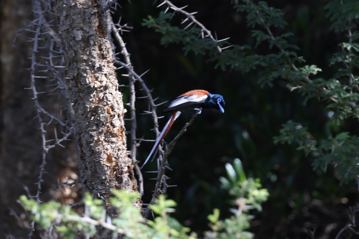 African Paradise-Flycatcher - ML620524734