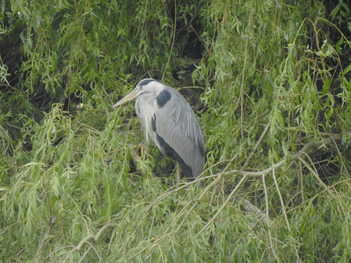 Gray Heron - ML620524738