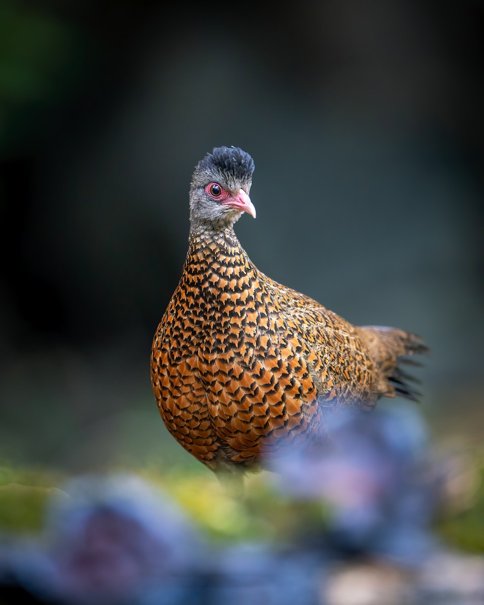 Red Spurfowl - ML620524739