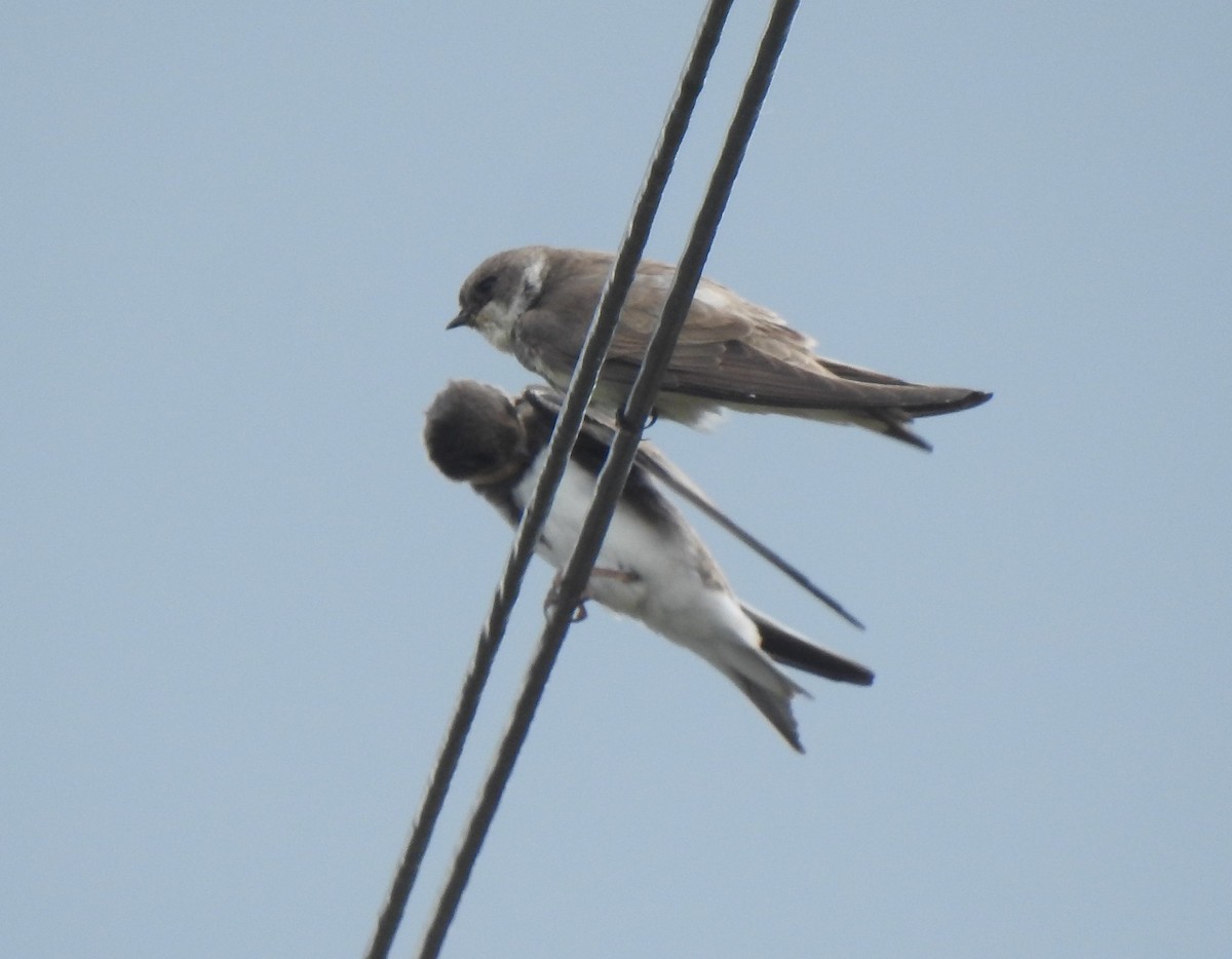 Bank Swallow - ML620524742