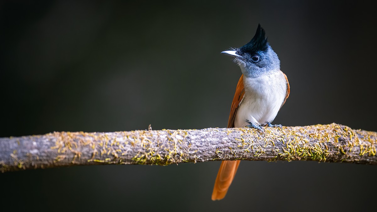 カワリサンコウチョウ - ML620524743