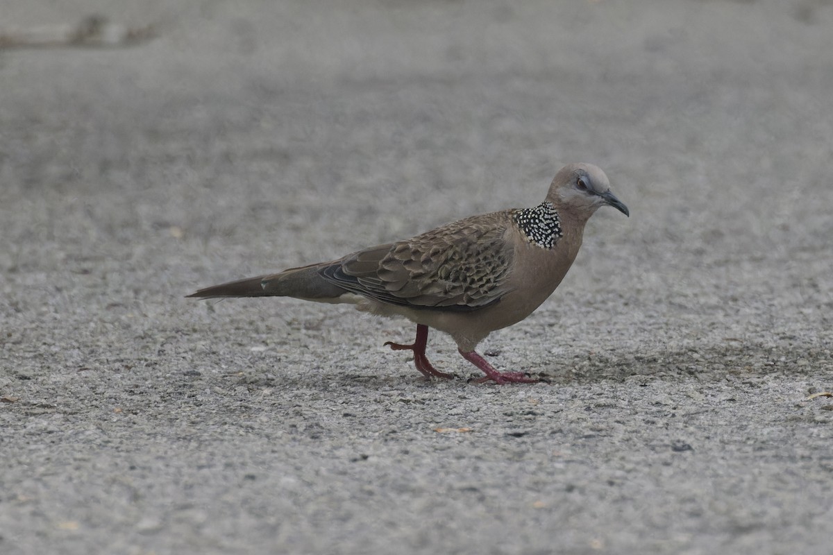 Spotted Dove - ML620524747