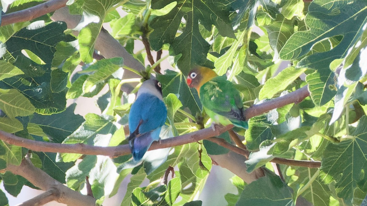 Yellow-collared Lovebird - ML620524749