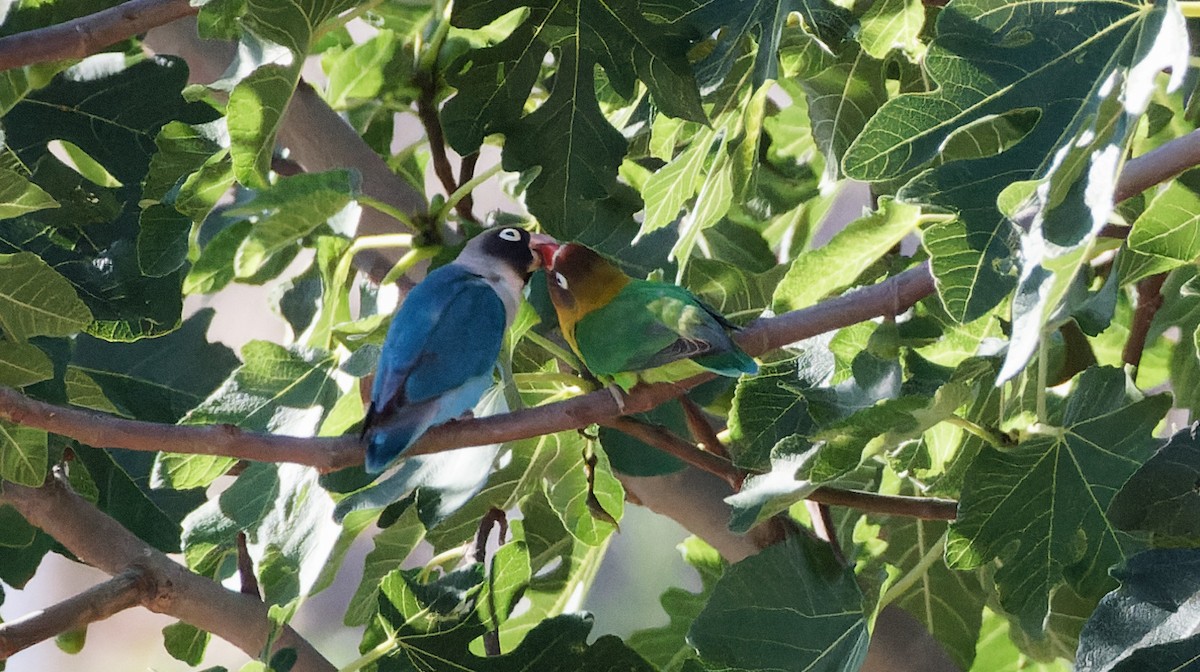 Yellow-collared Lovebird - ML620524750