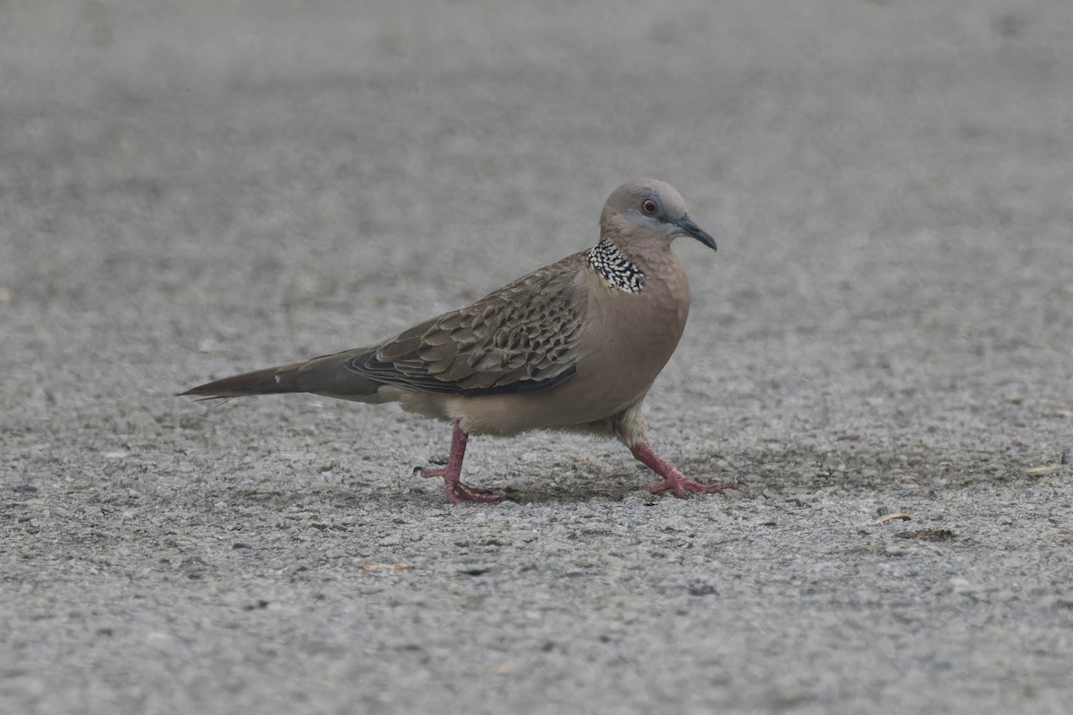 Spotted Dove - ML620524751