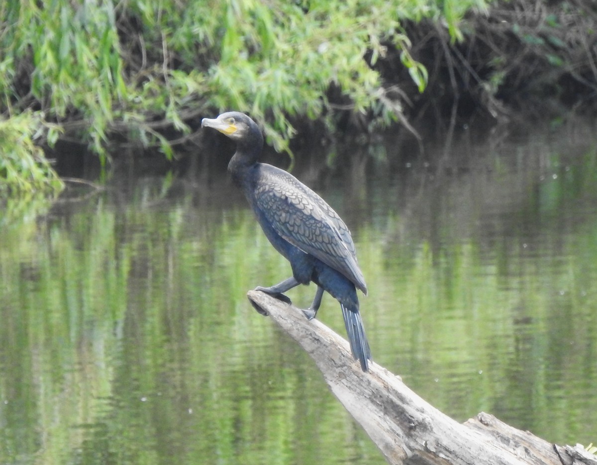 Great Cormorant - ML620524752