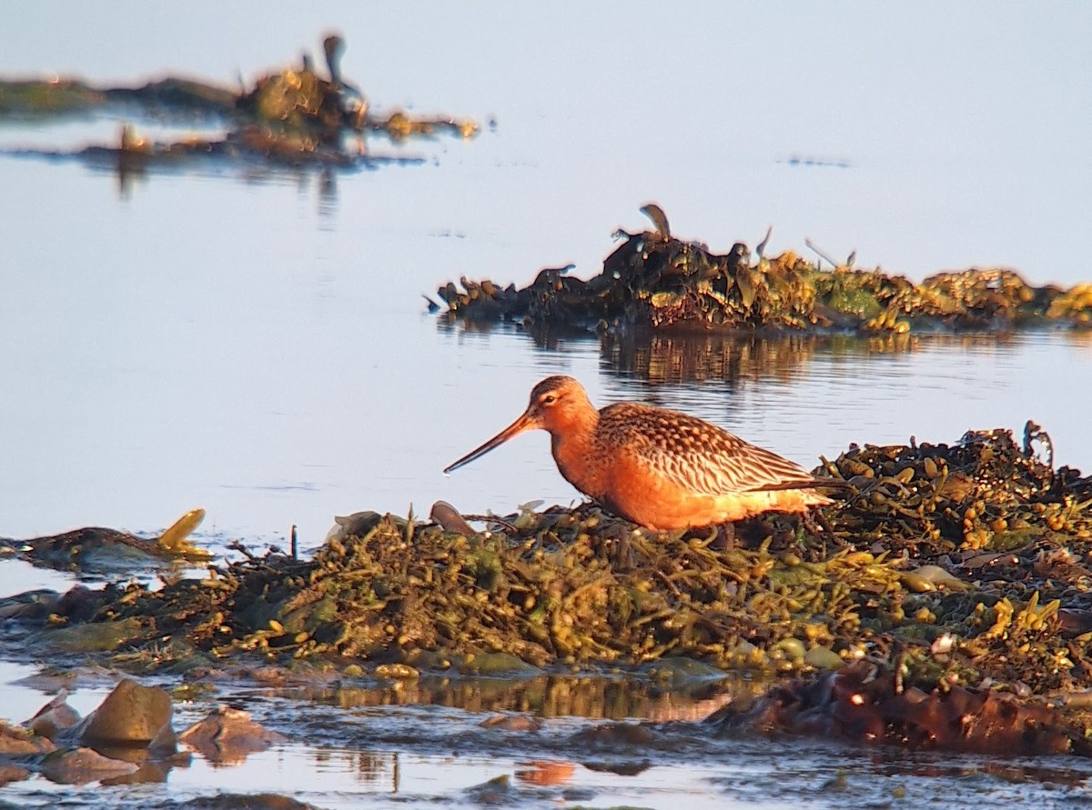 Bar-tailed Godwit - ML620524754