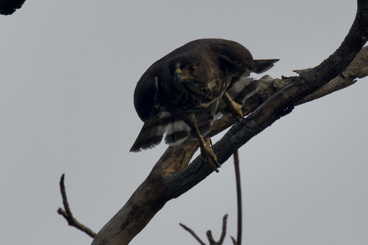 Azor/Gavilán sp.  (Accipiter sp.) - ML620524760