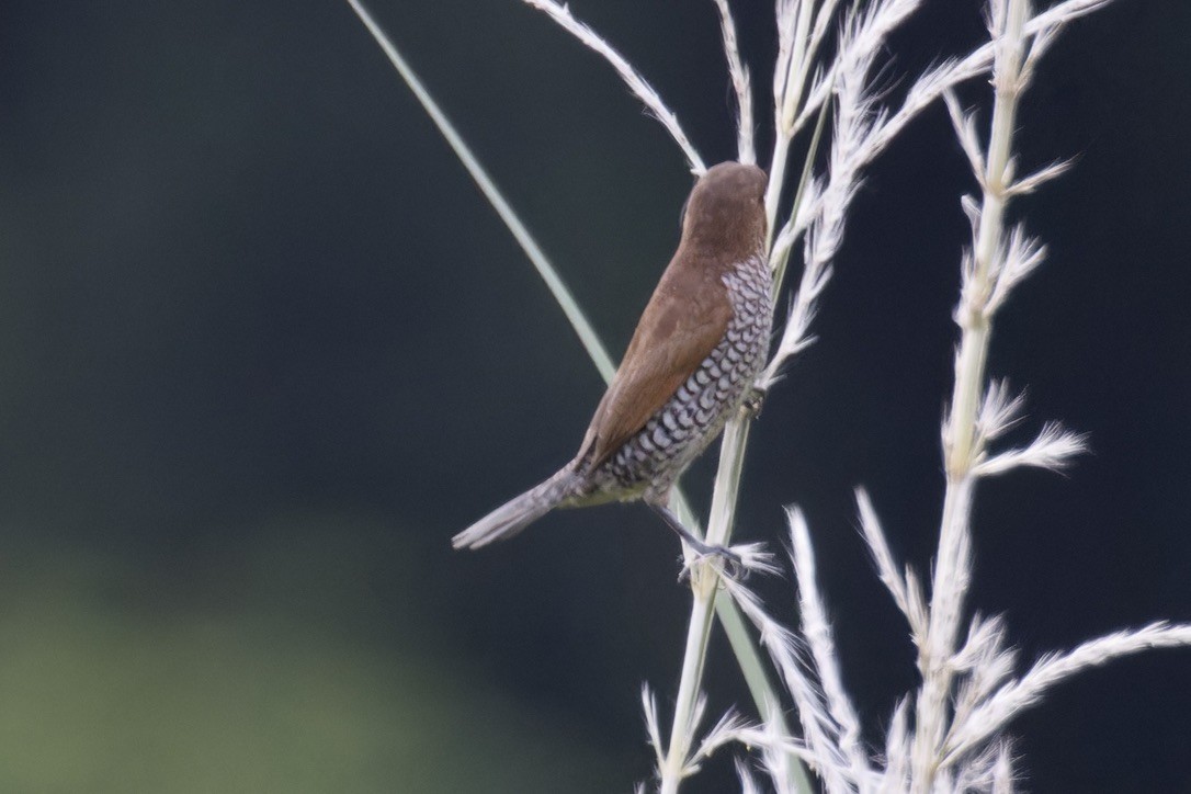 Scaly-breasted Munia - ML620524762