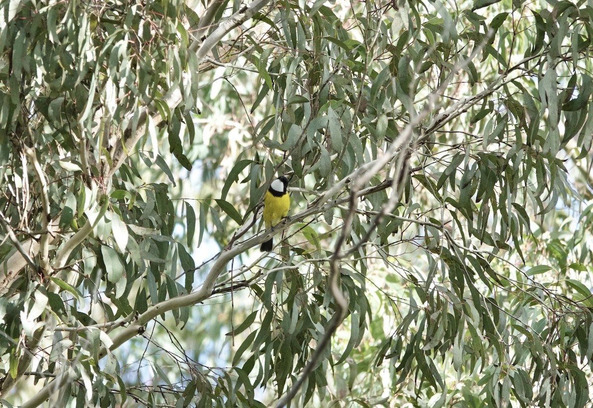 Golden Whistler - ML620524767