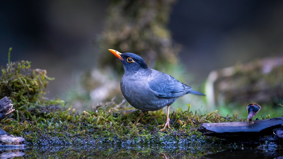 Indian Blackbird - ML620524775