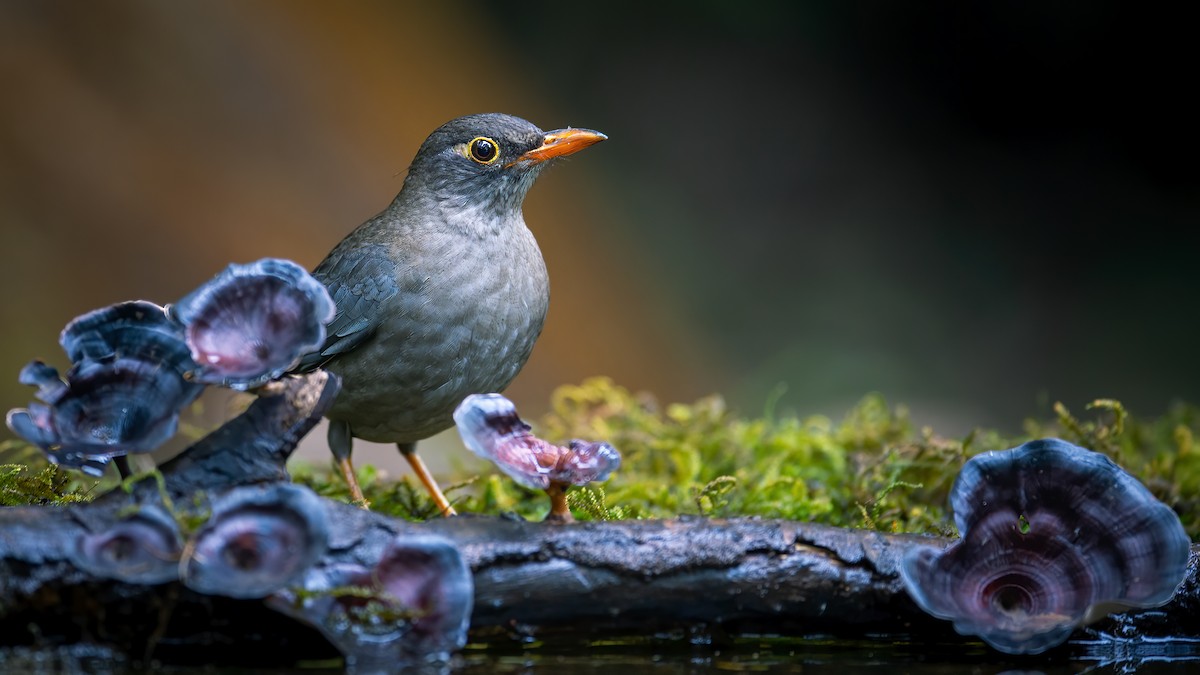 Indian Blackbird - ML620524776