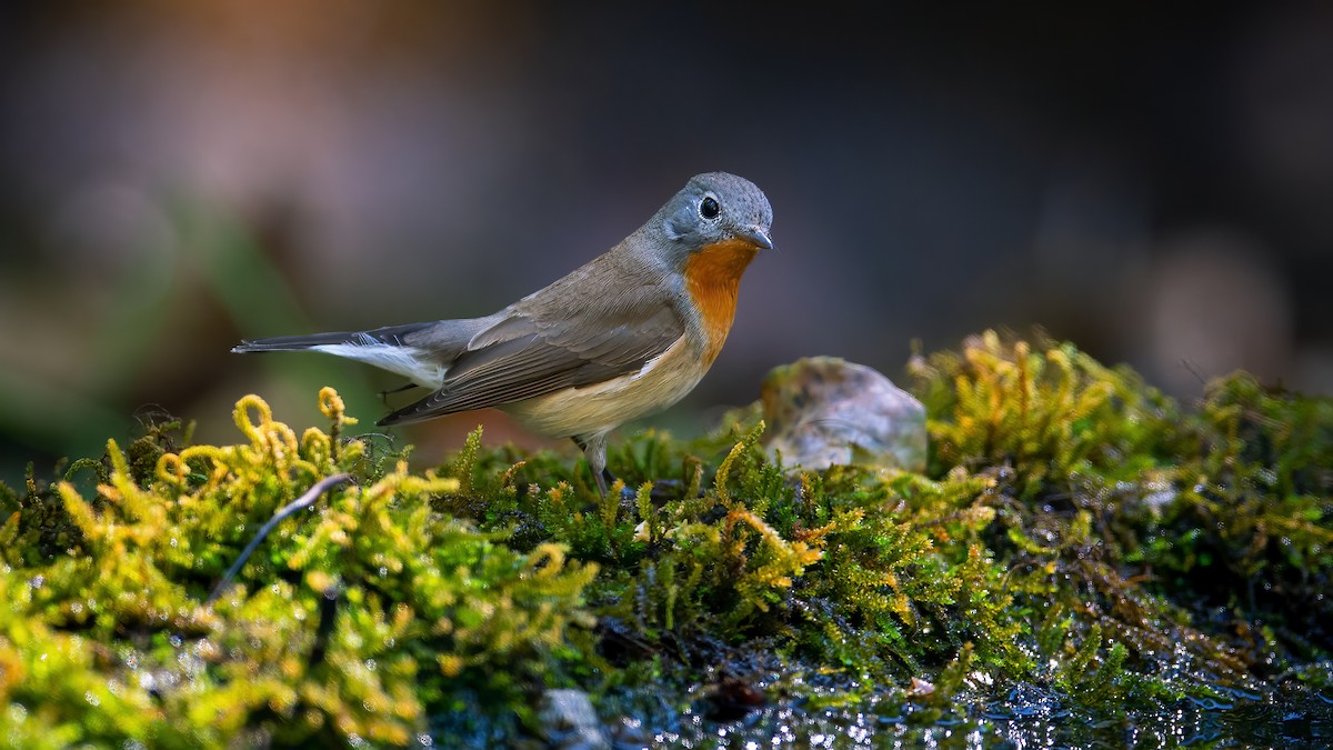 Red-breasted Flycatcher - ML620524778