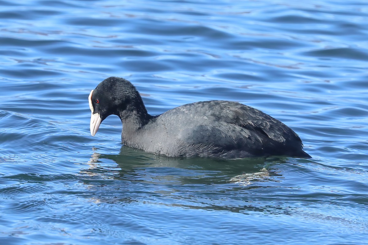 Eurasian Coot - ML620524783