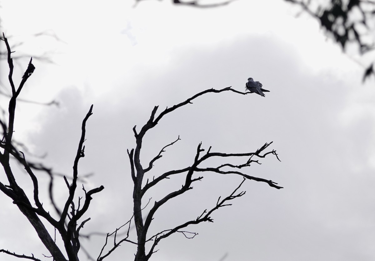 Black-shouldered Kite - ML620524793