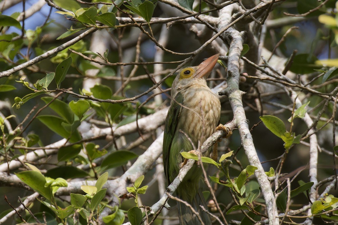 Lineated Barbet - ML620524794