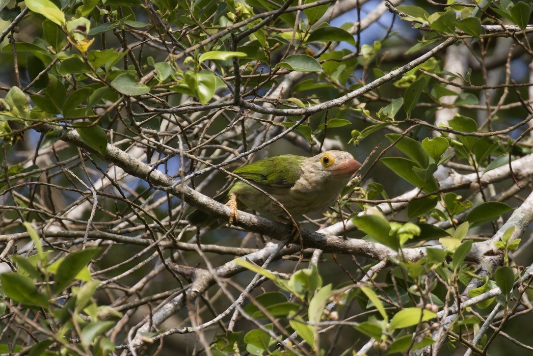 Lineated Barbet - ML620524795