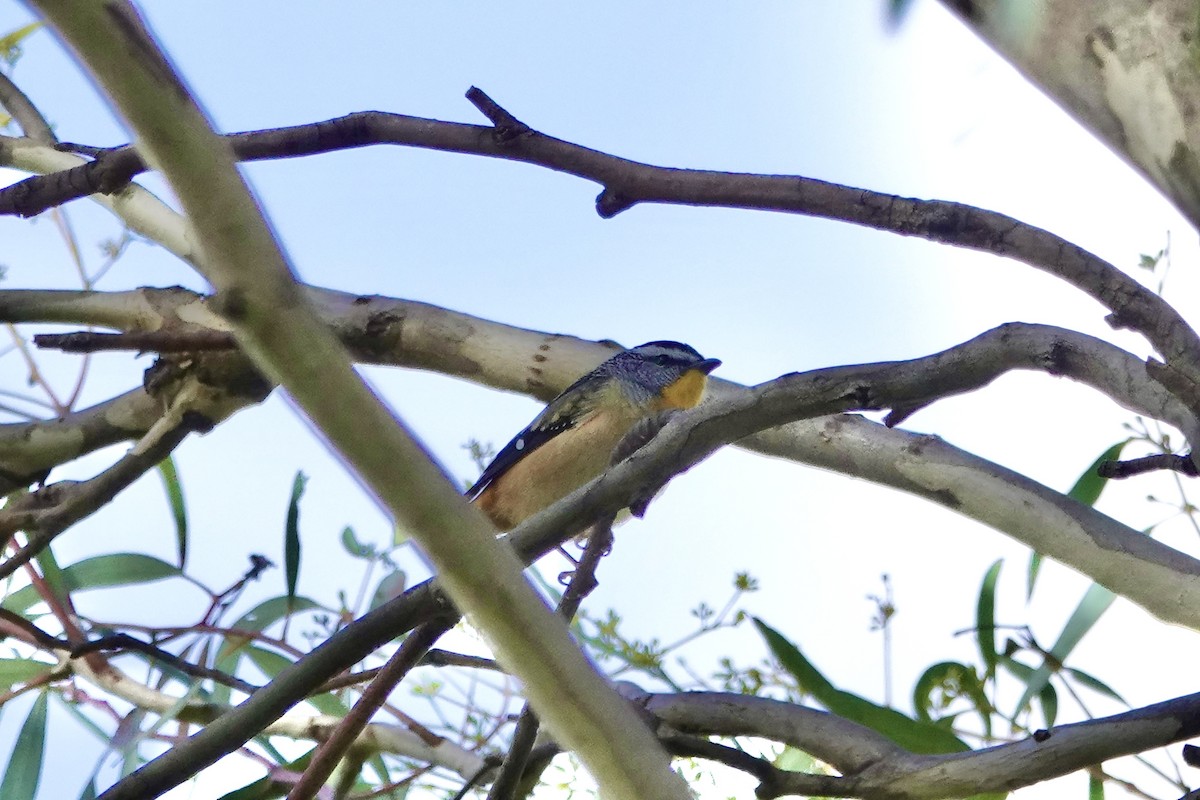 Spotted Pardalote - ML620524803
