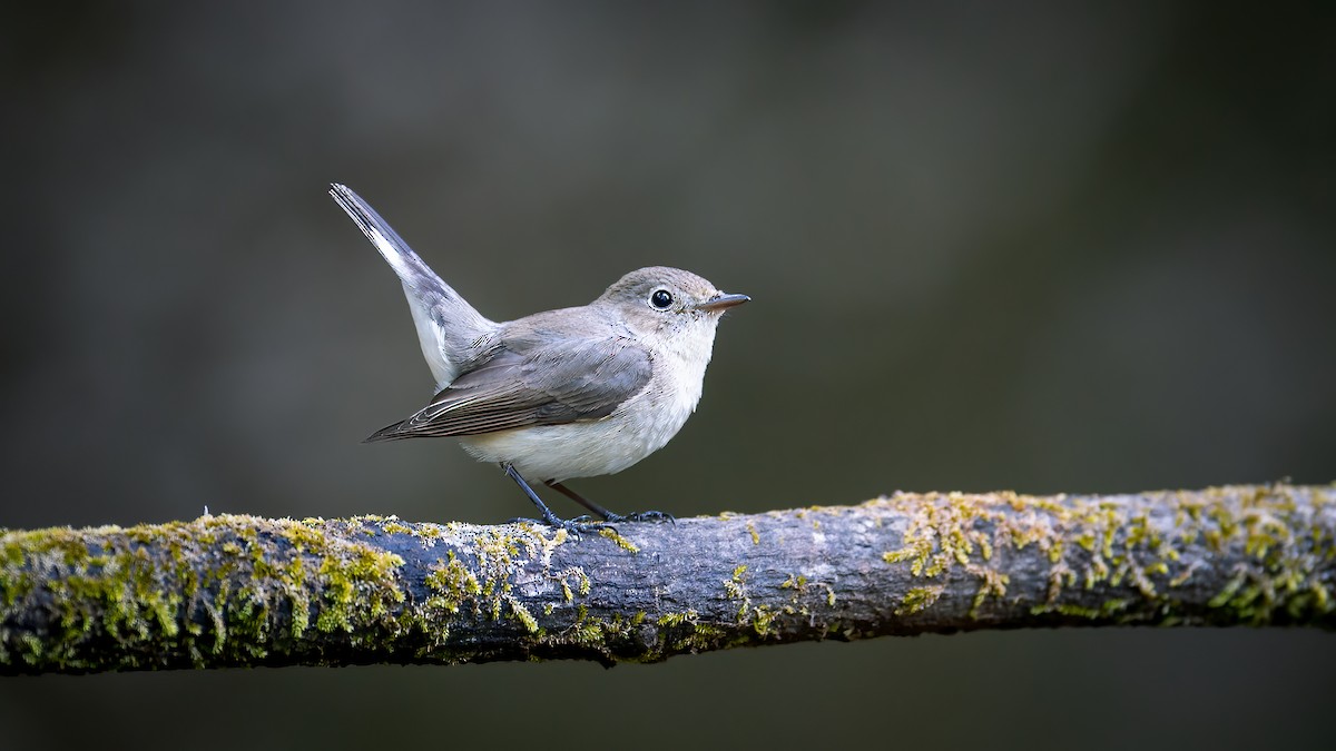 Red-breasted Flycatcher - Raghavendra Mukundarao