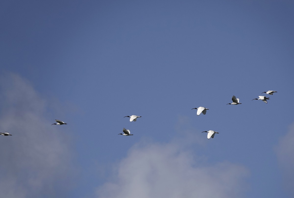 Australian Ibis - ML620524807