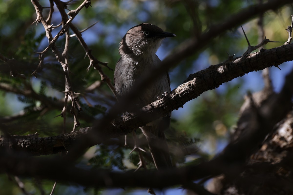 Yemen Warbler - ML620524809