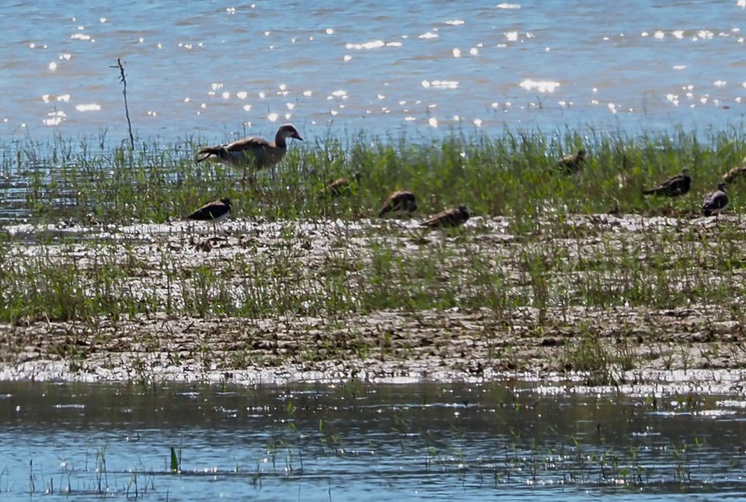 Nilgans - ML620524812