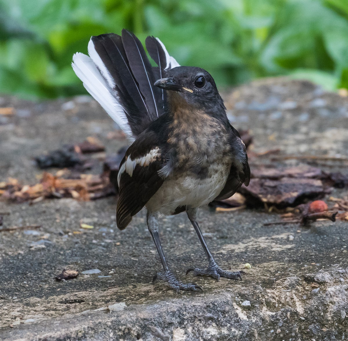 Oriental Magpie-Robin - ML620524813