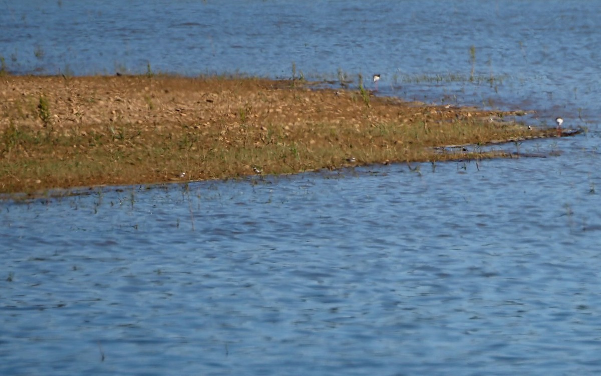 Common Ringed Plover - ML620524814