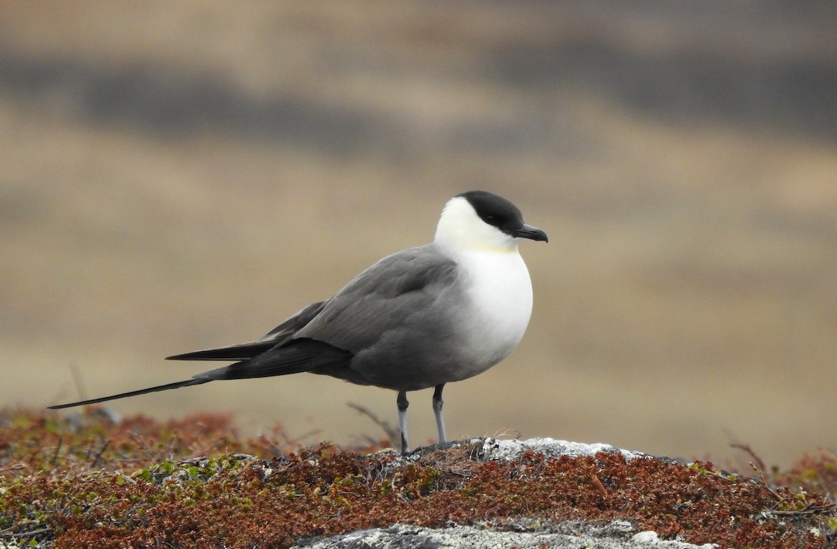 Long-tailed Jaeger - ML620524817