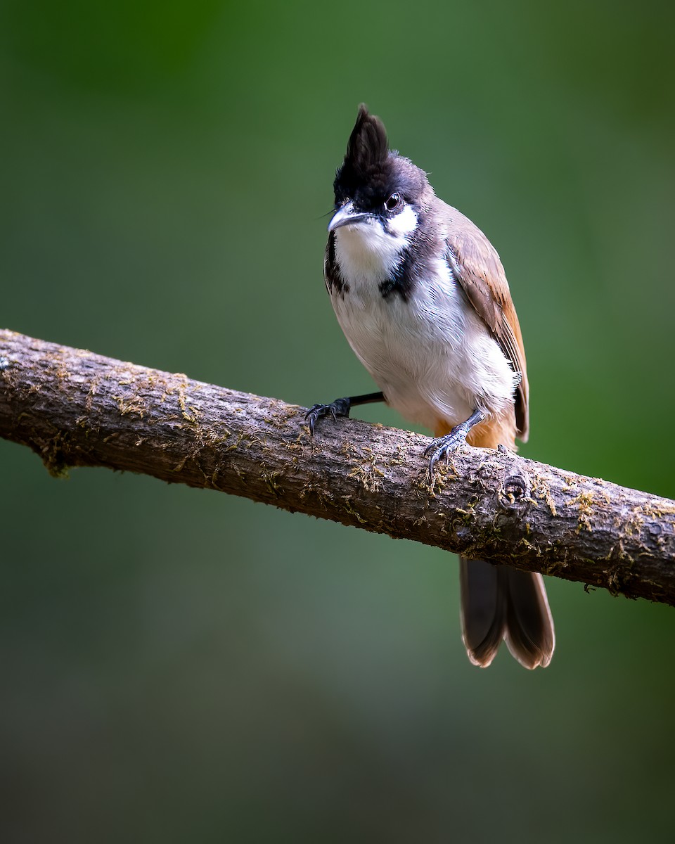 Red-whiskered Bulbul - ML620524823