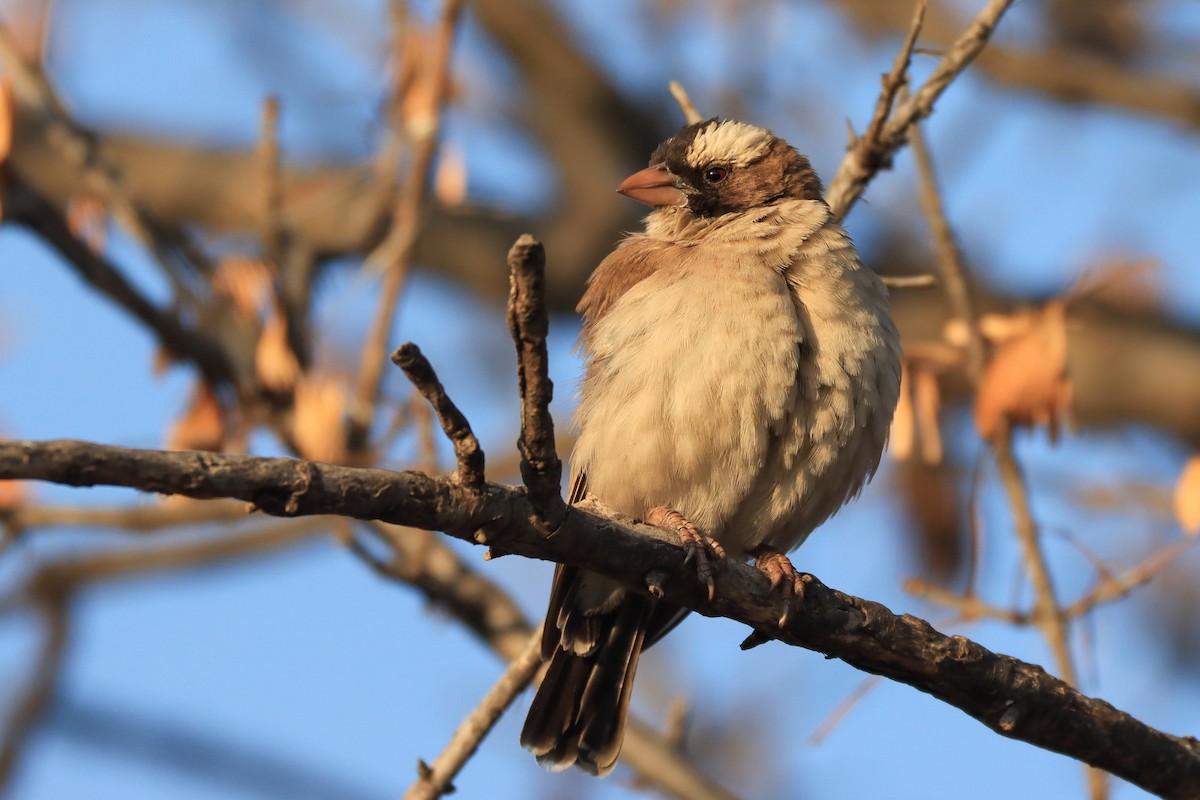 White-browed Sparrow-Weaver (White-breasted) - ML620524825