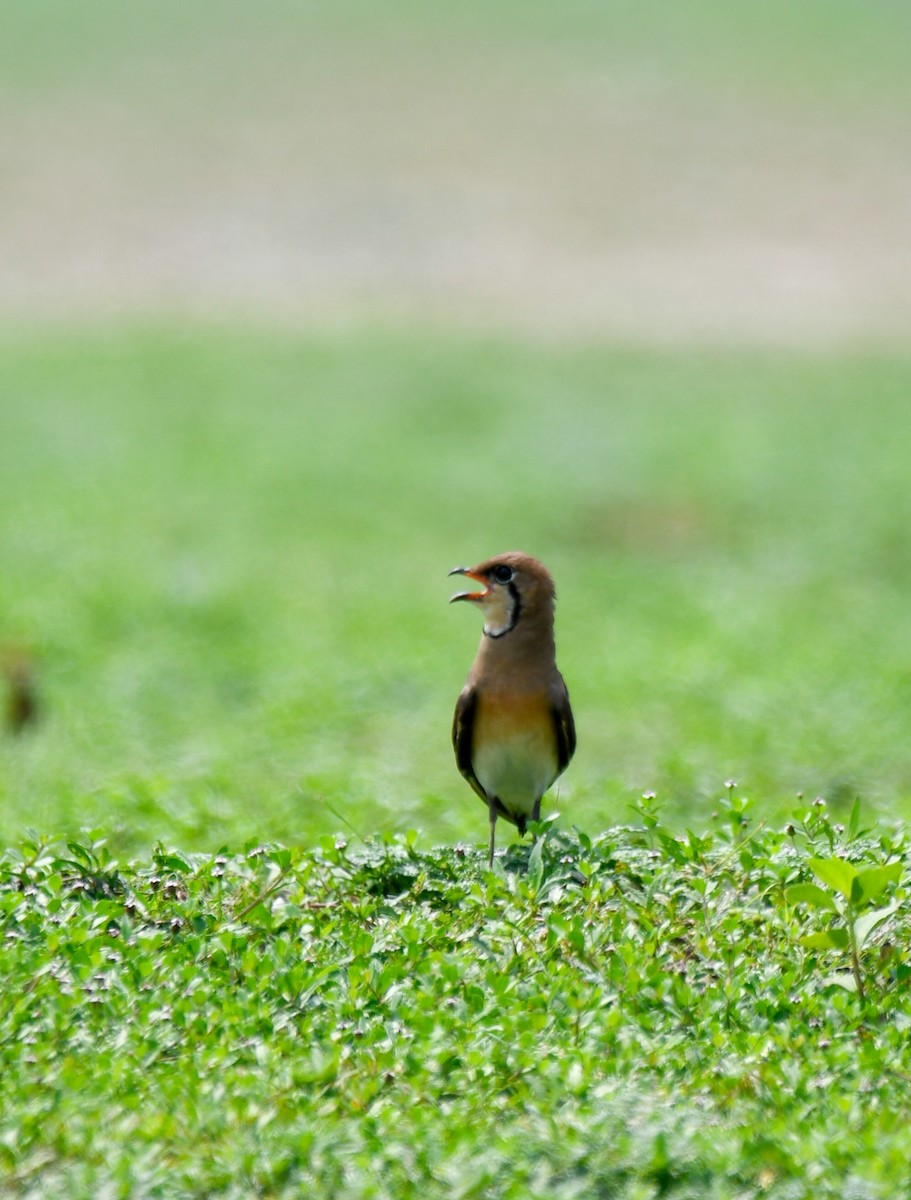 Oriental Pratincole - ML620524838