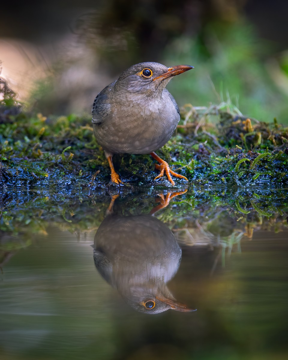 Indian Blackbird - ML620524839