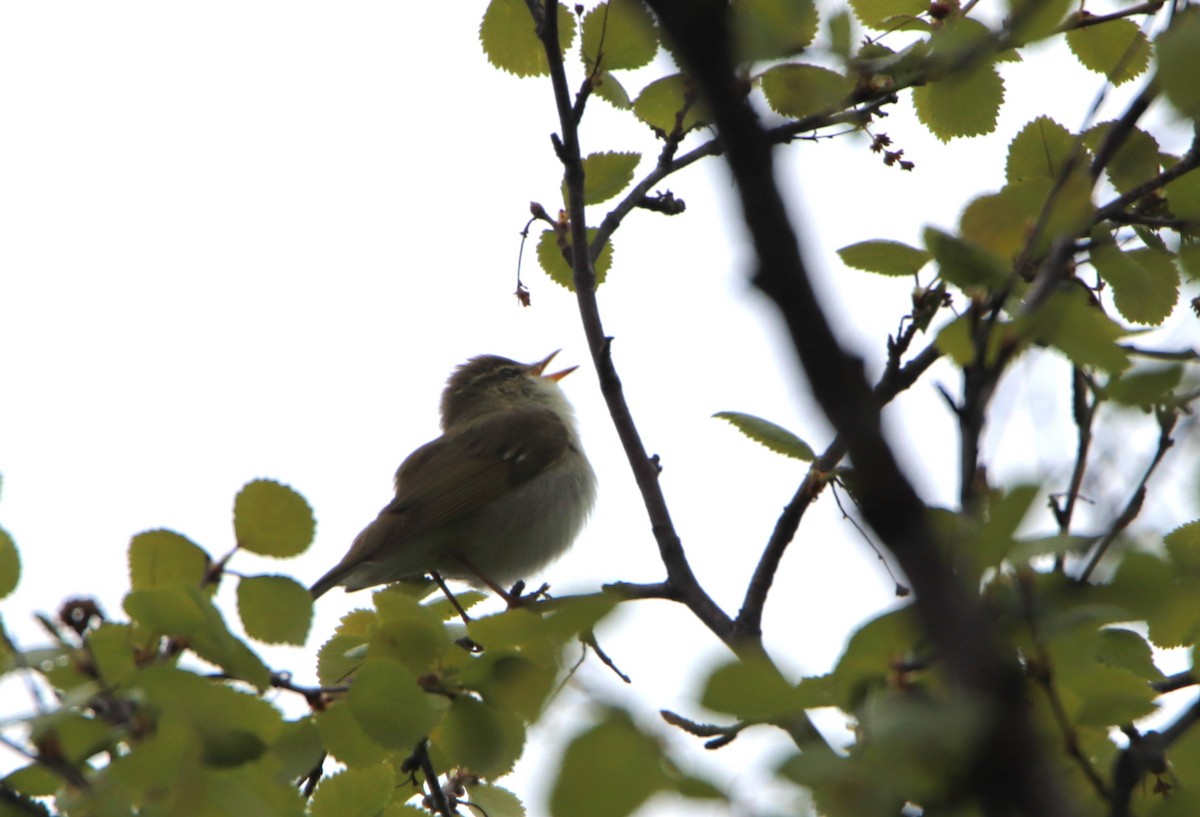 Mosquitero Boreal - ML620524841