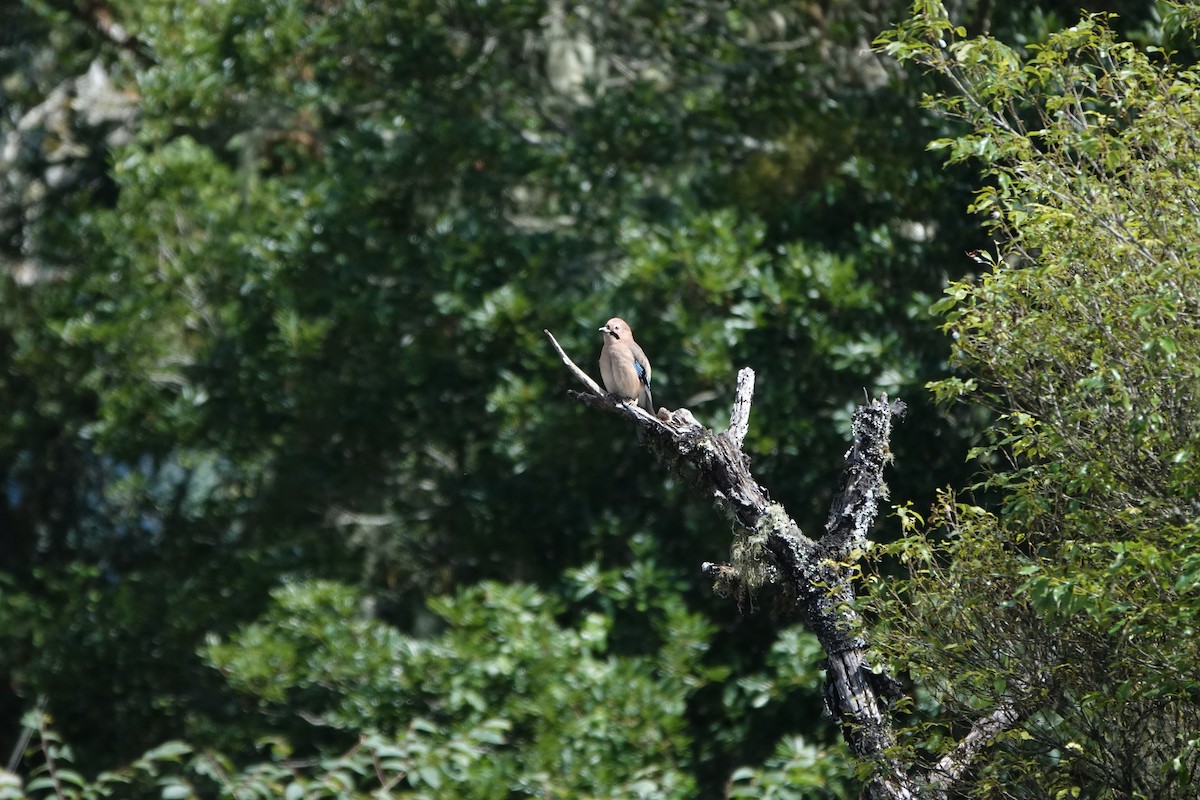 Eurasian Jay - ML620524842