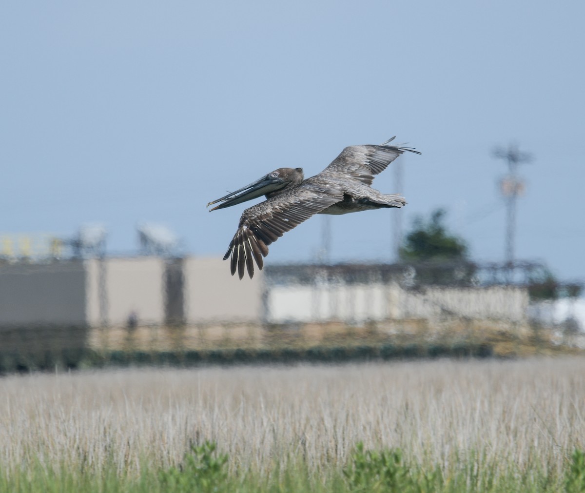 Brown Pelican - ML620524844