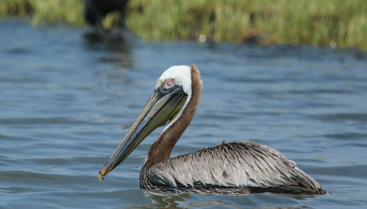 Brown Pelican - ML620524845