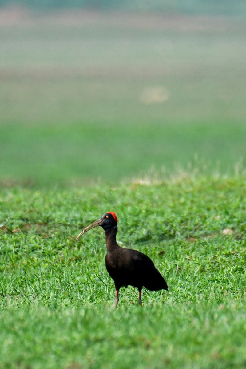 Red-naped Ibis - M Vivek