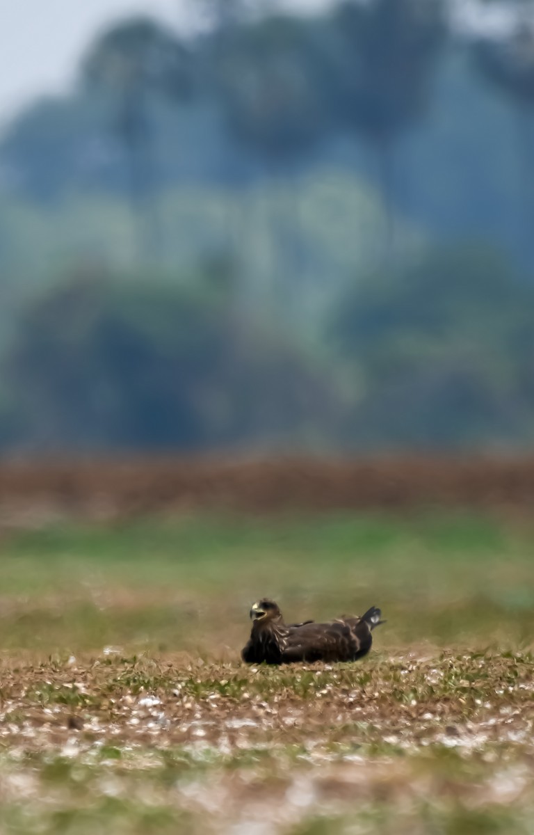 Black Kite - ML620524851