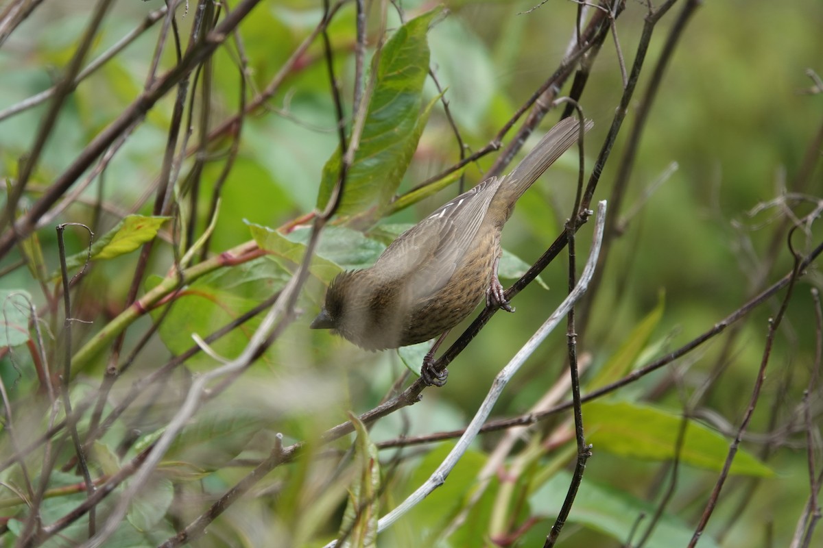 Taiwan Rosefinch - ML620524856