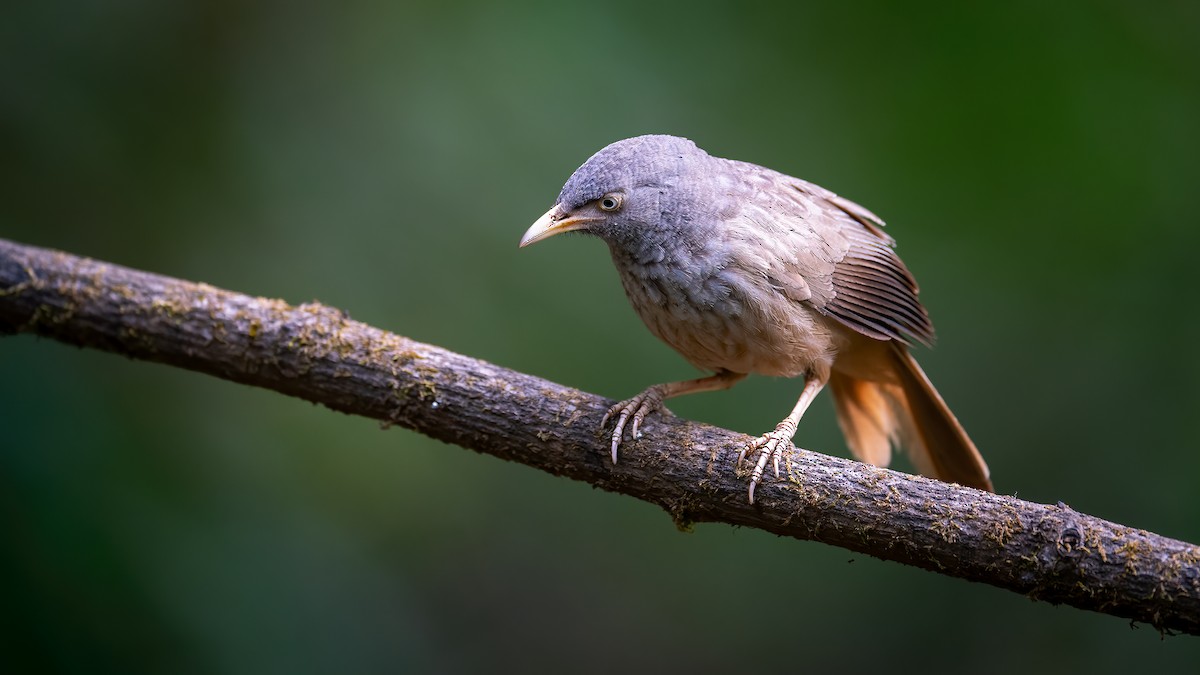 Jungle Babbler - ML620524858