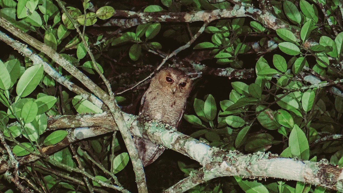 Collared Scops-Owl - ML620524860