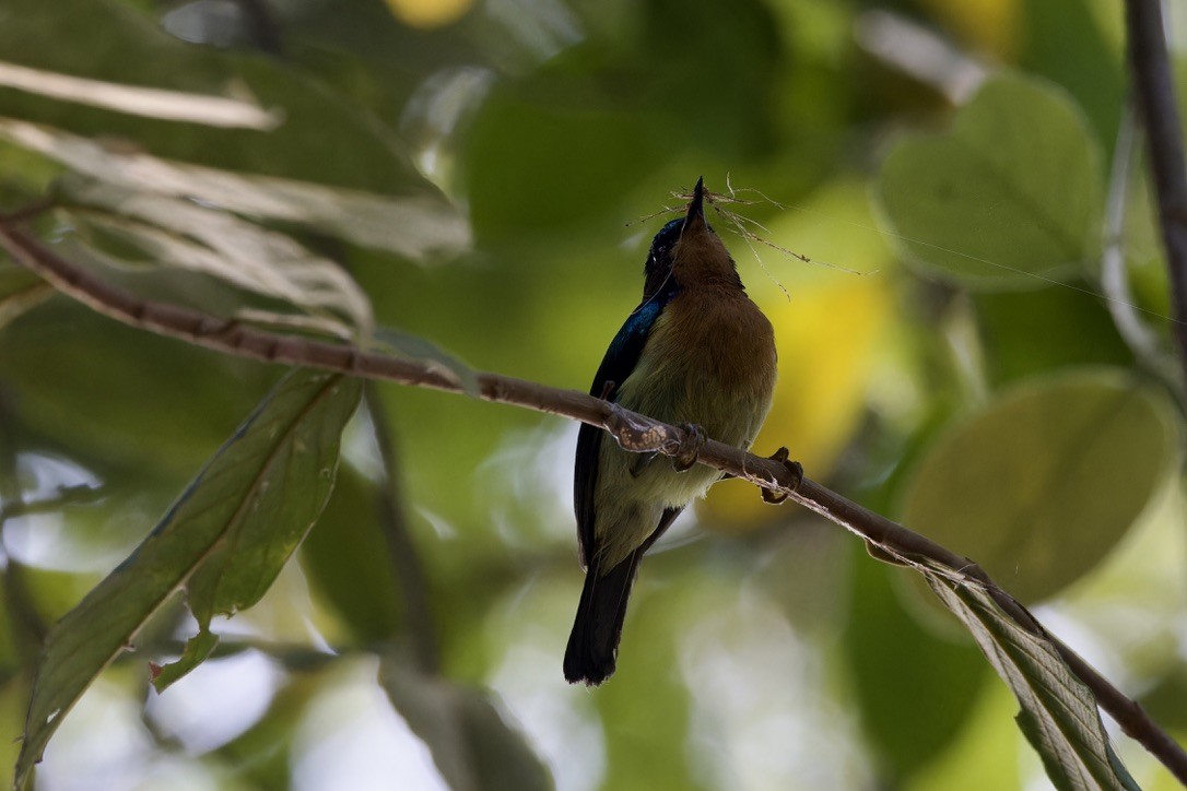 Ruby-cheeked Sunbird - ML620524865