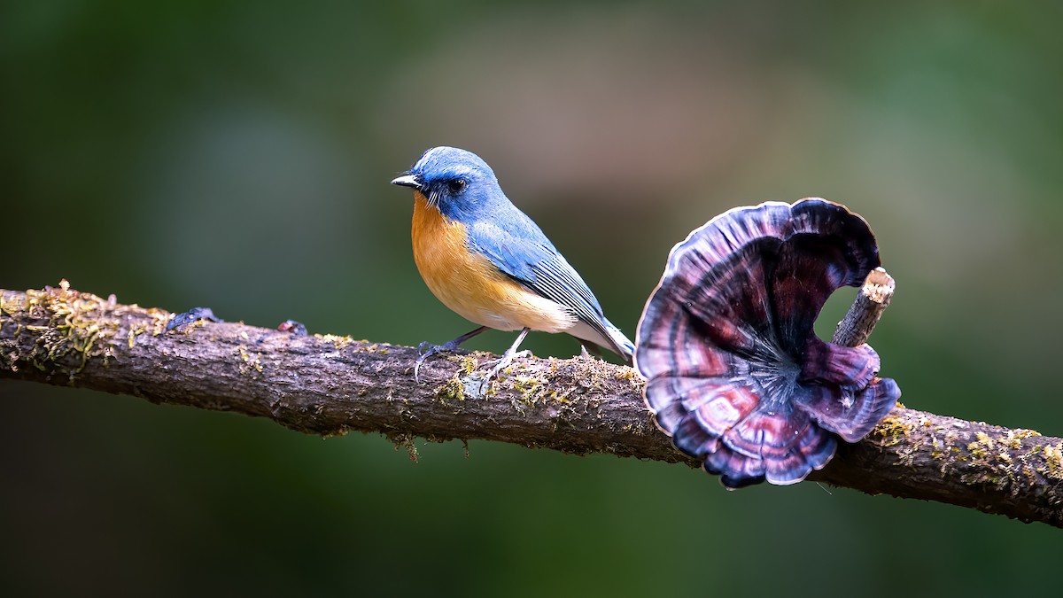 Tickell's Blue Flycatcher - ML620524872